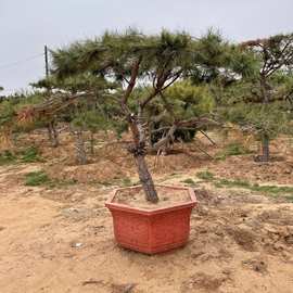 基地直供乔木风景树造型树 庭院设计别墅造型树长青树 造型黑松