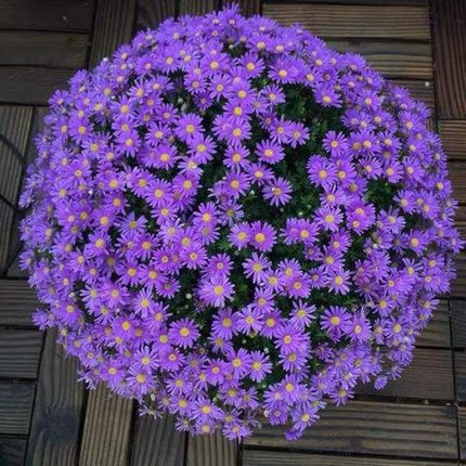 Crisantemo crisantemo semilla de flor de crisantemo pequeña semilla de flor de margarita semilla de planta en maceta de floración de cuatro estaciones semilla de flor de interior y exterior