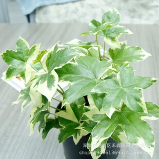 ���~����ľ�����ļ����Gľ��ֲ����~�Gֲ�͟�������̨ͥԺ