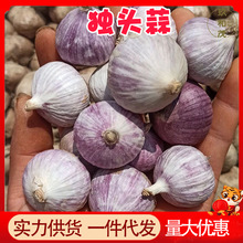 独头蒜10斤带箱紫皮大蒜头5非鲜蒜批发价炒菜3辅料云南独子新鲜蒜