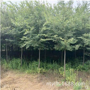 �Θ���G����ͥԺ�e�����̈@�֙Θ������L�������е������~��ľ