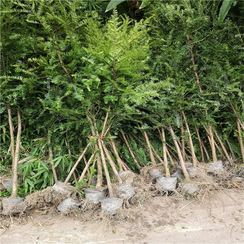 База Оптовая Taxus chinensis var. Mairei Контейнер для рассады Сумка для рассады Экономическое облесение Рассада Вилла Двор Зеленое растение Горшечная рассада