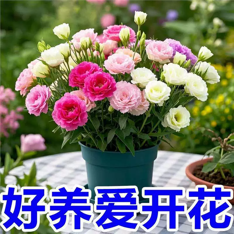 [Множественные двойные лепестки] Двухцветные семена лизиантуса цветут в любое время года и легко выращиваются. Цветы термостойкие в помещении и на улице.