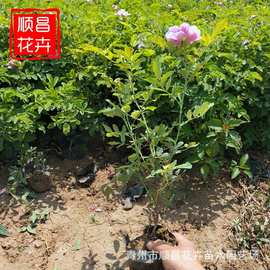 青州花卉基地种植地栽中天玫瑰杯苗 量大从优批发四季玫瑰