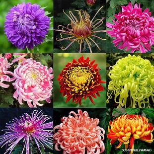 �������Ի��ܾ��¾�ƹ�Ҿվջ�������ʳ���ļ��_�����҃���Gֲ