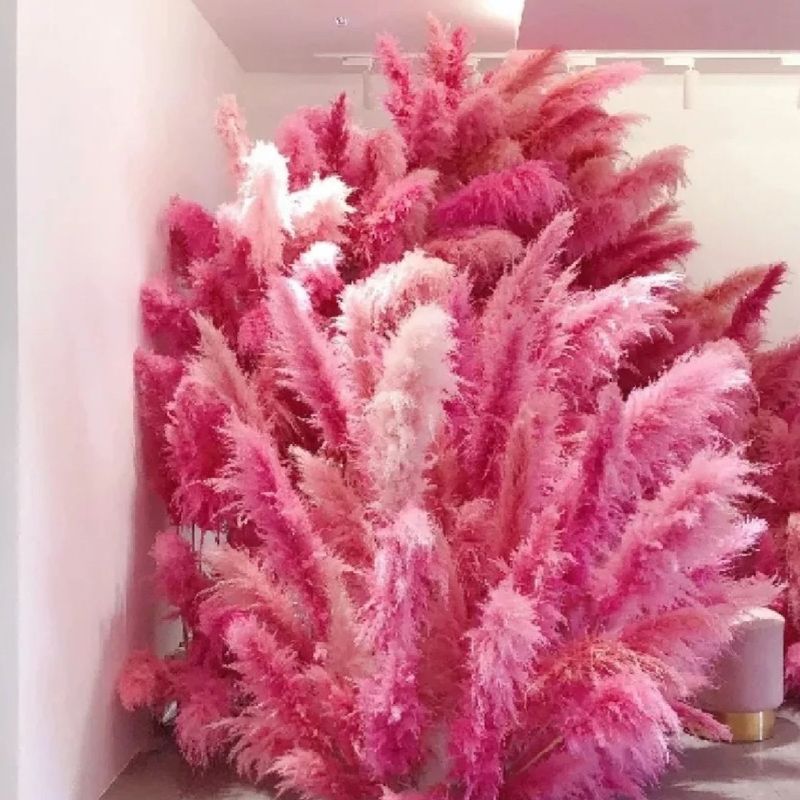 天然の柔らかい毛の大きい葦の灰色の葦の蒲葦のネットの赤い乾いた花の花束の花の材料の卸売りの結婚祝いの造景の装飾は精選します。|undefined