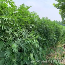 �S���w�Sˮů�z�۷�ˮ�S��z�������ώ���ˇƷ�������S��z��Ƥ