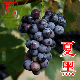 �ĺ������� ���ğo�˟o����ڻ���ؐ�_��ľꖹ�޽����ј������