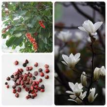 林木种子白玉兰种子玉兰树种子玉兰种籽四季庭院绿化种子批发