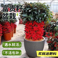 ���F�������Ϙ�����M���S���f��ֲ���҃ȿ͏d�ͺ��������辰�Gֲ
