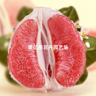 ��Ʒ�N��Ϫ����ƽ�͹�Ϫ���t������t��������gϪ�t���֘���t��