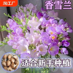 Four-Season Flowering Double-Flowered Alyssum Bulbs Potted Indoor and Outdoor Balcony Courtyard Strong-Scented Florals Orchid Freesia