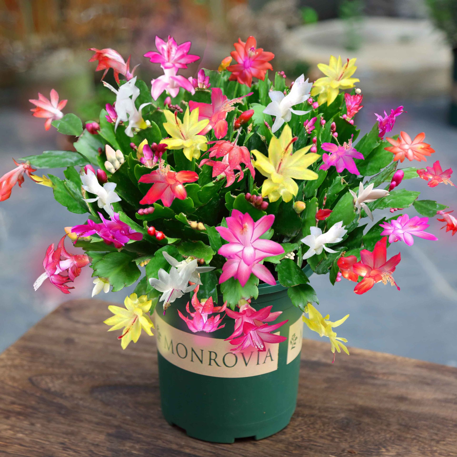 Planta en maceta de orquídea de garra de cangrejo dorado con capullo de flor con maceta, injerto multicolor, pétalos dobles, nuevas flores en todas las estaciones, plantas verdes