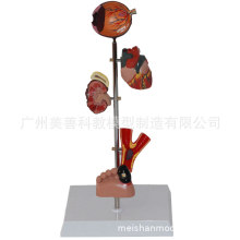 �t�W���򲡲���ģ�����Kģ���I�Kģ����ģ������������ģ��