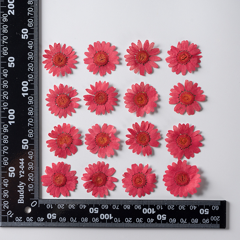 晶菊押し花ドライフラワーdiyグリーティングカードブックマークドリップアクセサリーアクセサリーアロマキャンドル配材エンボス乾燥葉真花|undefined