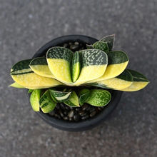 ��Ԫ��Ԫ��������ֲ���ӌ��\ϡ�����Ի����k���ҷ�ݗ���J�C�Gֲ