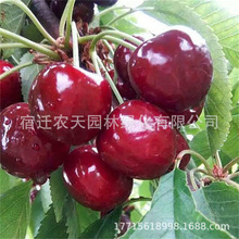 �������ش���������Ե����ϱ����Nֲ���Լ޽�܇���Ә��箔��Y��