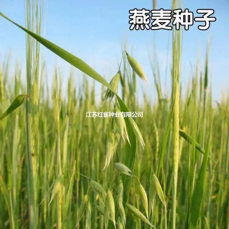 Кормовая овсяная трава семян Рыба Черепаха Морская свинка кролик корм трава Семена посадки зеленого навоза