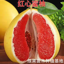 琯溪红肉蜜柚苗 嫁接柚子苗 红心红肉蜜柚树苗果树果苗南北方种植