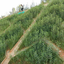 护坡灌木紫穗槐种子多花木兰刺槐马棘银合欢木豆猪屎豆胡枝子草籽