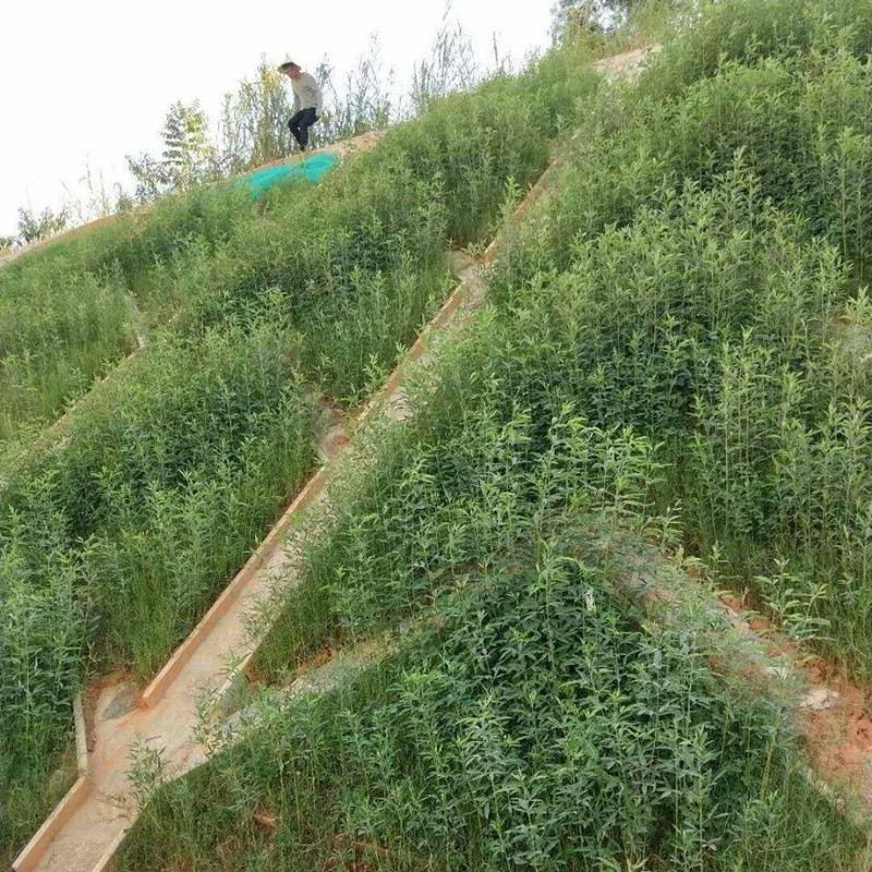 护坡灌木紫穗槐种子多花木兰刺槐马棘银合欢木豆猪屎豆胡枝子草籽