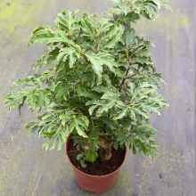 基地批发细叶、银边、岁月森桩小盆栽微景观水族植物奇趣耐养