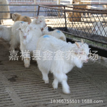 qɽwr WtwU ^^pͶιqɽ