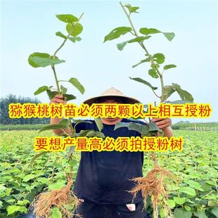 Grafted Kiwi Seedlings, Red Heart Xuxiang Soft Jujube Kiwi Seedlings, Planted in the Field, Bearing Fruit in the Same Year, Fruit Tree Seedlings Planted in the North and South