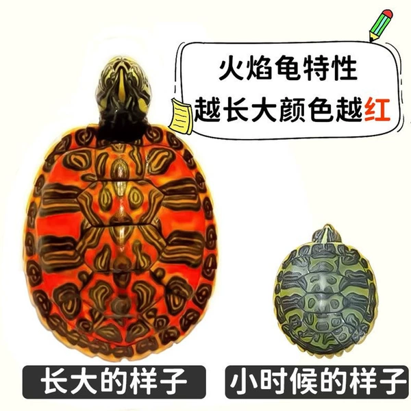 Flame turtle 2-2.5cm 1 piece