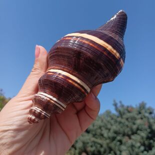 ����Ȼ�����ݺ���ؐ��ɺ���Ʒ�[����ˇƷ�Ĕz�����~��ˮ���쾰