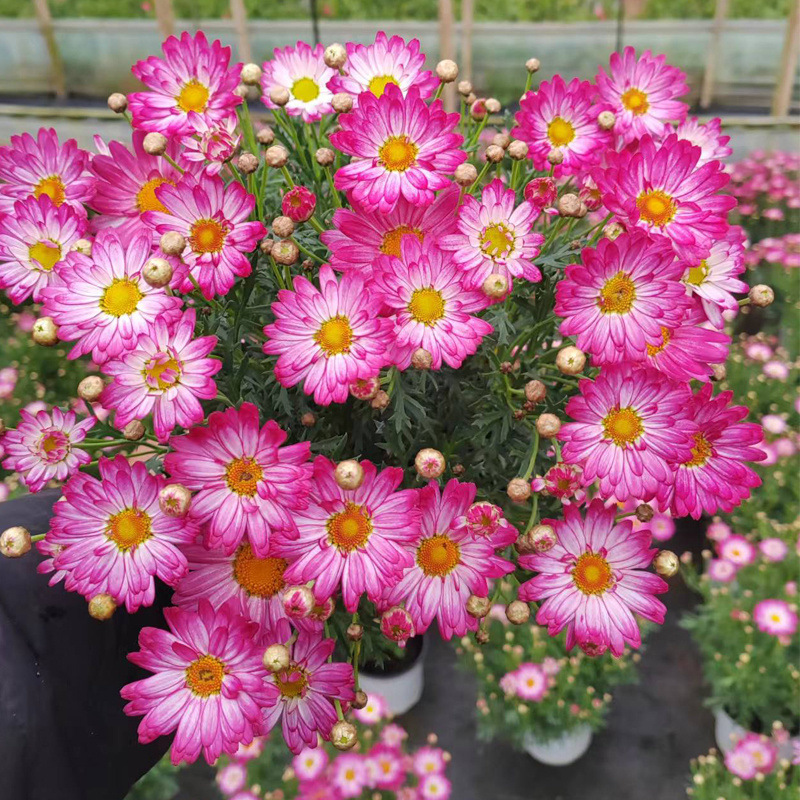 새로운 종류의 연꽃(색이 변하는 품종)