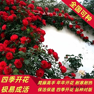 �Nޱ��������ֲ���ͺ��ļ��_������󻨵������Ի�������ͥԺ�̨
