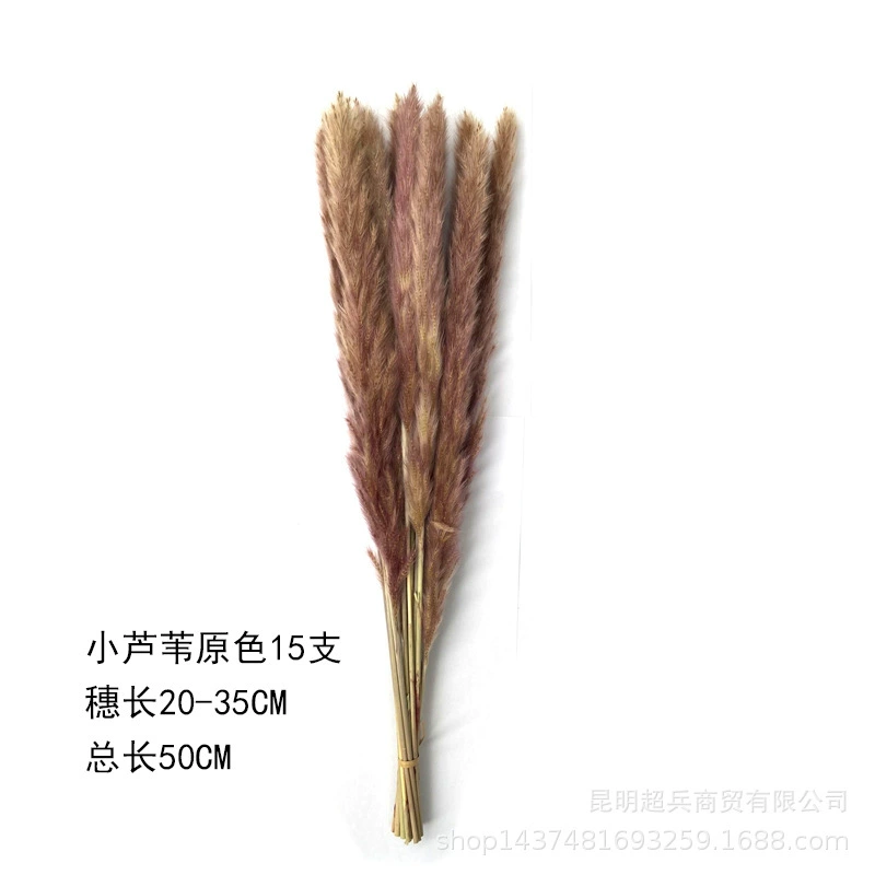 [50cm короткая коллекция Xiaofuchen] Маленький репа Xiaofuchen Panpas трава amazon внешняя торговля