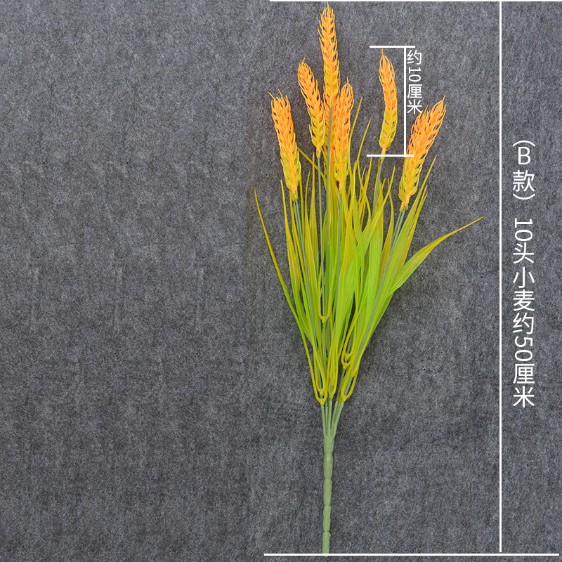 (B) 밀의 머리 10