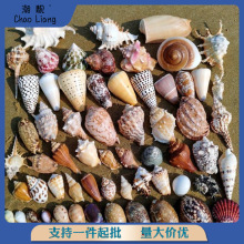 天然海螺贝壳海星鱼缸造景寄居蟹换壳漂流瓶材料家居装饰摆件礼物