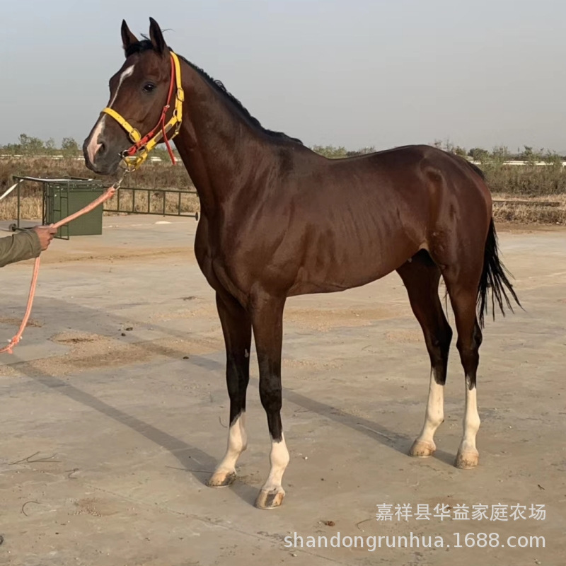 河南养马-湖北养殖骑乘马-安徽养殖马选择蒙古马-半血马