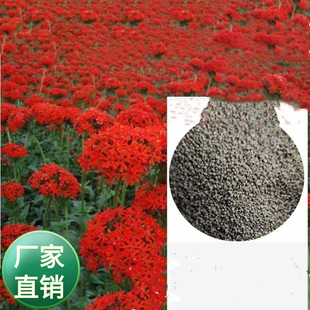 ���l���������^�����󻨼����_�N�� �t����ʯ���л��ļ����Բ��N