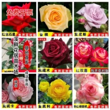 月季花苗果汁阳台四季可盆栽玫瑰开花特大花藤本花树蔷薇月季小苗