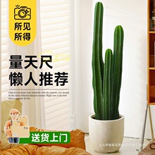 量天尺仙人柱绿植盆栽仙人掌大型植物室内客厅落地多肉禄植好养活