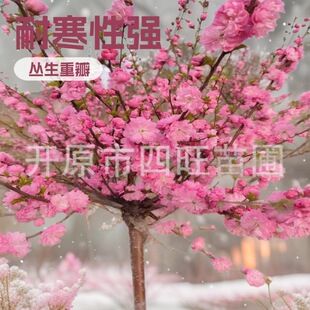 ���C�����½��ͺ��t�~���~÷ �����ذ����~÷�� С�Ҽt��������