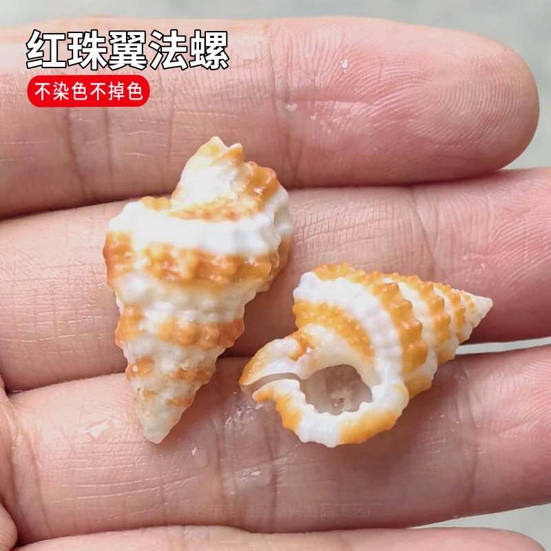 厂家批发自然海螺贝壳红珠翼法螺寄居蟹替换壳家居装饰鱼缸造景