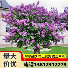 丁香花树苗室内外庭院盆栽地栽浓香型植物花卉南北方四季种植花苗