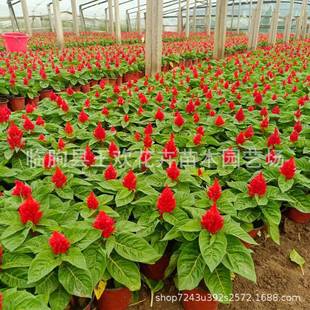 �G�~�u�ڻ���·�G���^�p���G�~һ֧�P  ���c�M�[�t�~һ֧�P�ݻ�