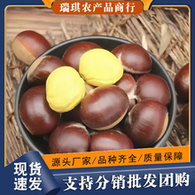 正宗河北迁西板栗5斤整箱栗子批发现摘新货非东北3斤新鲜毛板栗子