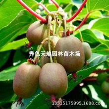 ܛJҘ޽ӿGܛӫJG殐ݮԵ