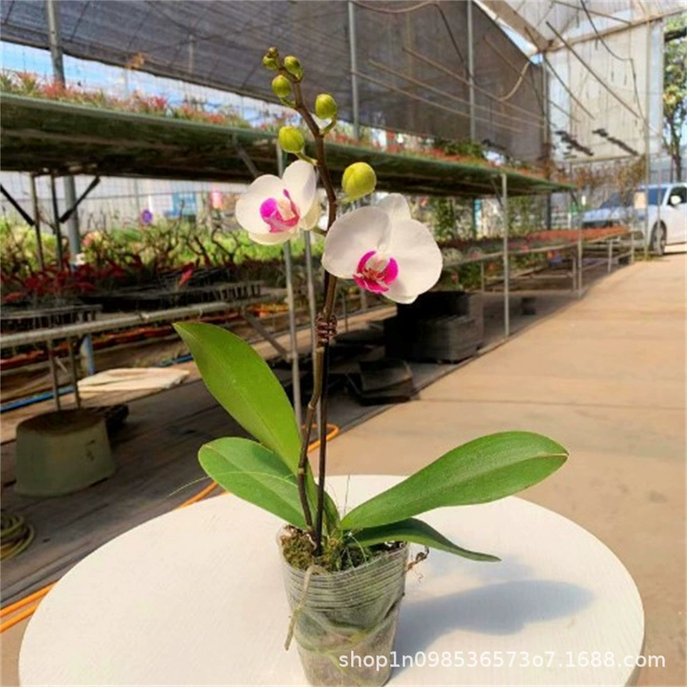 Рассада фаленопсиса в горшках рассада цветов фаленопсиса оптом двойные рассады фаленопсиса комнатные четырехсезонные Цветочные растения