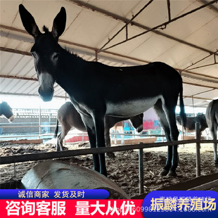 ���H��һ�^ 300���Сë�H �������H���w�Bֳ