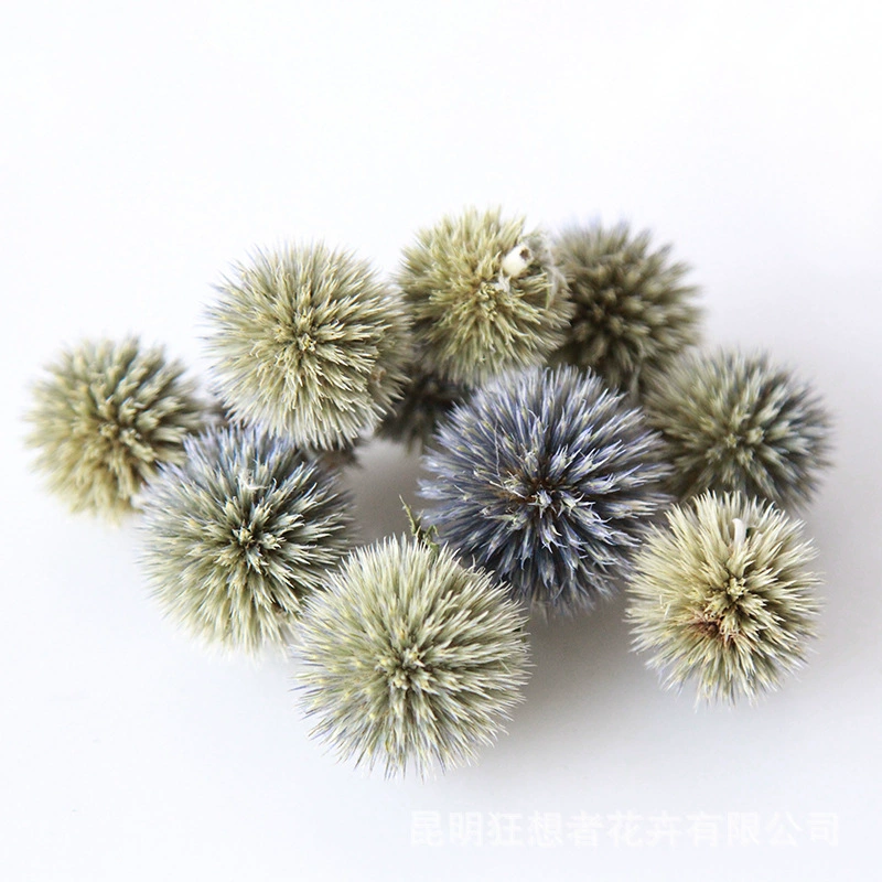 Dry Flower DIY Materials [Dry Fruit] Madman Sommelier Candle Plant Simagon Handmade Class Dry Flower Dry Branches Material