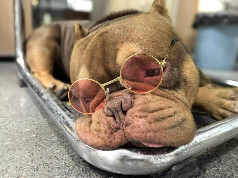 时尚宠物眼镜 猫咪墨镜狗狗太阳镜泰迪个性搞怪头饰毛绒宠物配饰|undefined
