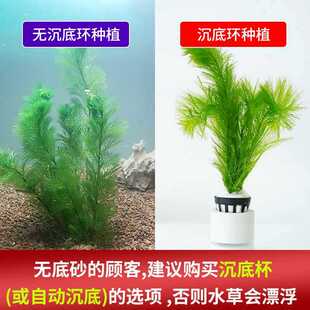 �ݸײ����ֺ󾰾G��ˮ��ֲ���~���쾰�B�~�B���Gֲ���݃�ˮ�~